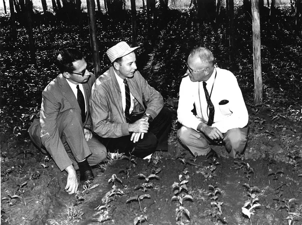 Researchers in coffee field.